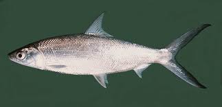 Image result for Chanos chanos