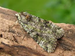 Attēlu rezultāti vaicājumam “Anaplectoides prasina”