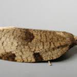 Attēlu rezultāti vaicājumam “Lozotaenia forsterana”