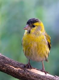 Attēlu rezultāti vaicājumam “Carduelis spinus”