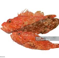 Image result for Scorpaena scrofa