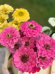 Image result for Zinnia elegans