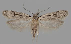 Attēlu rezultāti vaicājumam “Gelechia rhombella”