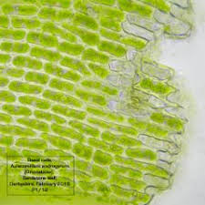 Attēlu rezultāti vaicājumam “Aulacomnium androgynum”