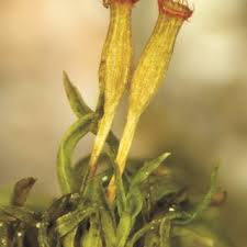 Attēlu rezultāti vaicājumam “Cephaloziella elachista macro”