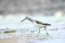 Attēlu rezultāti vaicājumam “Tringa nebularia”