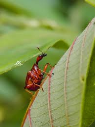 Attēlu rezultāti vaicājumam “Attelabidae”