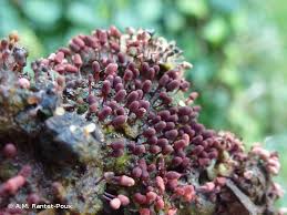 Attēlu rezultāti vaicājumam “Arcyria affinis”