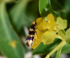 Attēlu rezultāti vaicājumam “Micropterigidae”
