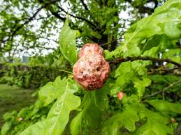 Attēlu rezultāti vaicājumam “Biorhiza pallida”