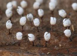 Attēlu rezultāti vaicājumam “Craterium leucocephalum spores”