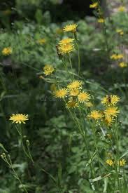 Attēlu rezultāti vaicājumam “Crepis biennis leaf”