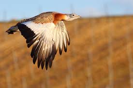 Image result for Otis tarda