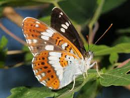 Attēlu rezultāti vaicājumam “Limenitis camilla”