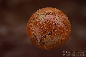 Attēlu rezultāti vaicājumam “Trichia alpina sessile”