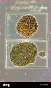 Attēlu rezultāti vaicājumam “Spongia”