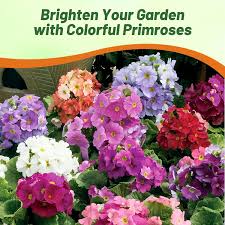 Image result for Primula obconica