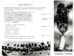 Attēlu rezultāti vaicājumam “Diachea leucopodia spores”