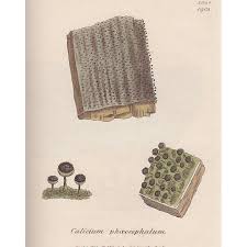 Attēlu rezultāti vaicājumam “Chaenotheca phaeocephala”