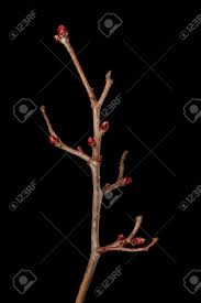 Attēlu rezultāti vaicājumam “Crataegus laevigata bud”