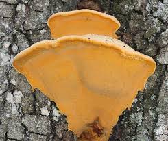 Attēlu rezultāti vaicājumam “Hapalopilus croceus”