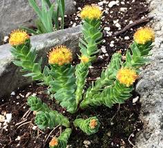 Attēlu rezultāti vaicājumam “Rhodiola rosea flower”