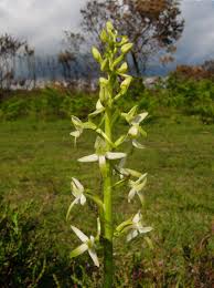 Attēlu rezultāti vaicājumam “Platanthera bifolia”