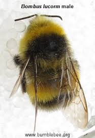 Attēlu rezultāti vaicājumam “Bombus terrestris”