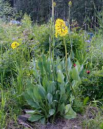 Attēlu rezultāti vaicājumam “Ligularia sibirica flower”
