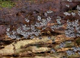 Attēlu rezultāti vaicājumam “Badhamia versicolor”