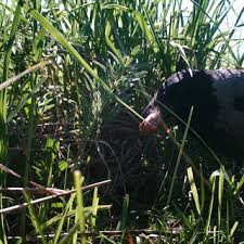 Attēlu rezultāti vaicājumam “Crex crex nest”