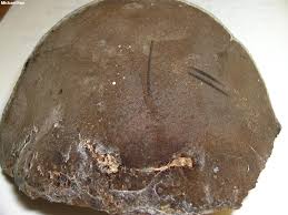 Attēlu rezultāti vaicājumam “Phellinus tremulae”