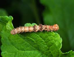 Attēlu rezultāti vaicājumam “Phigalia pilosaria”