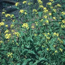 Attēlu rezultāti vaicājumam “Brassica napus fruit”