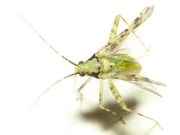 Attēlu rezultāti vaicājumam “Phytocoris tiliae imago”