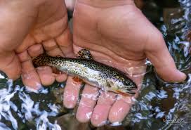 Image result for Oncorhynchus clarkii