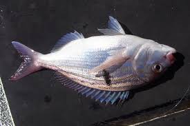 Image result for Polysteganus undulosus