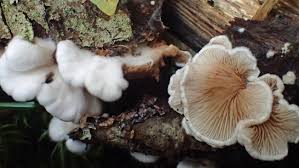 Attēlu rezultāti vaicājumam “Crepidotus versutus”