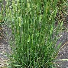 Attēlu rezultāti vaicājumam “Cynosurus cristatus”