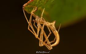 Attēlu rezultāti vaicājumam “Cribraria argillacea stalked”