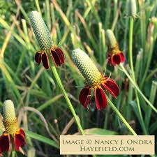 Image result for Ratibida columnifera