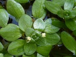 Attēlu rezultāti vaicājumam “Callitriche cophocarpa”