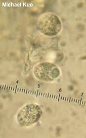 Attēlu rezultāti vaicājumam “Tremella mesenterica”