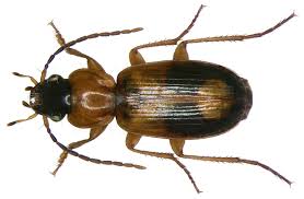 Attēlu rezultāti vaicājumam “Badister bullatus”