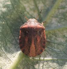 Attēlu rezultāti vaicājumam “Eurygaster testudinaria nymph”