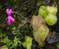 Attēlu rezultāti vaicājumam “Pinguicula alpina flower”
