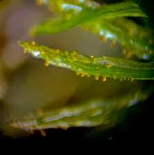 Attēlu rezultāti vaicājumam “Orthotrichum lyellii”