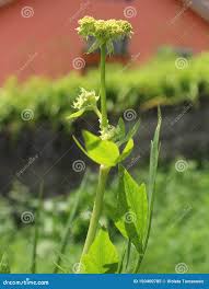 Attēlu rezultāti vaicājumam “Levisticum officinale flower”