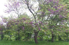 Attēlu rezultāti vaicājumam “Cercis siliquastrum”