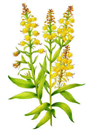 Attēlu rezultāti vaicājumam “Solidago virgaurea leaf”